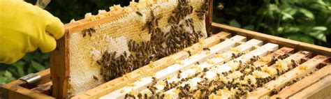 philippine bee|Beekeeping For Beginners in Philippines .